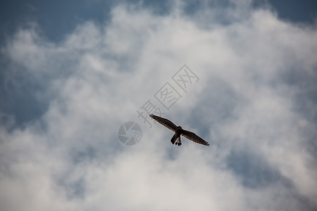Kestrel在蓝天空中狂暴地徘徊猎物棕色蓝色翅膀天空红隼自由爪子羽毛图片