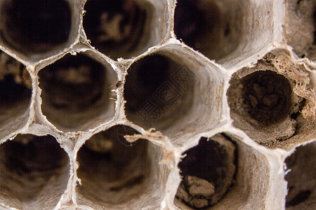 棕色纸形黄蜂 带有胸针管蜂巢纸艺飞虫蜂窝铰链动物昆虫纸质建筑学图片