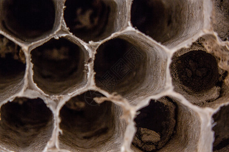棕色纸形黄蜂 带有胸针管昆虫铰链纸艺蜂窝飞虫蜂巢动物纸质建筑学图片