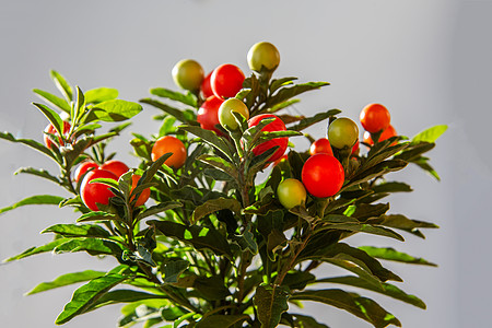 红果珊瑚树茄子植物花瓣黄色珊瑚树小行星红色萼片观赏腐烂图片