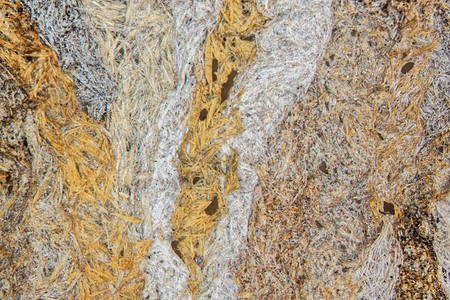 纸状黄蜂巢的棕色模式墙壁纤维素厚度后代灰色纤维白色图案化薄壁嵌套室壁背景图片