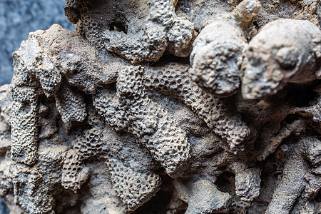 几百万年前的珊瑚礁化石化科学灰色化石生物石化时代石头生物学动物珊瑚礁图片