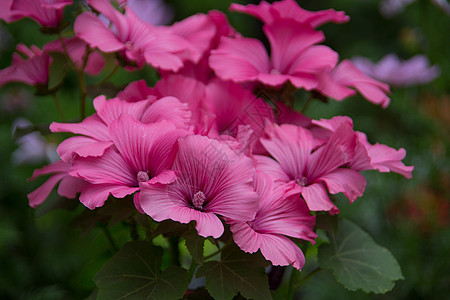 红色紫紫罗兰花花腐烂花坛雄蕊植物阳台花萼花园瘢痕乐园羽绒服图片