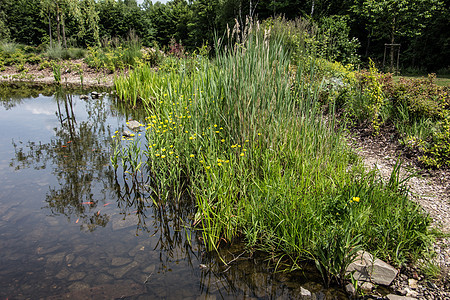 在湿地的池塘里 河岸地区有尾水生植物芦苇花园棕色植被绿色石头反思水池图片