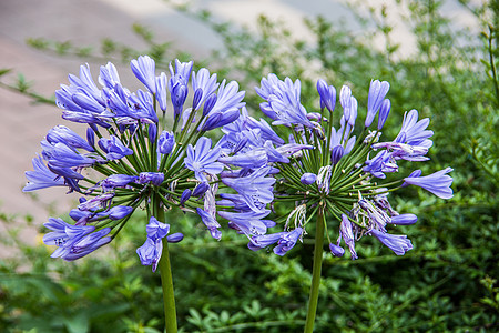 非洲蓝色球面百合 花朵花园爱情花球形绿色植物挺花草本植物公园观赏百子科图片