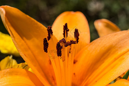 棕褐色的花朵邮票瘢痕花萼观赏花瓣树叶雄蕊橙子百合植物图片