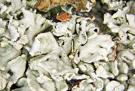 树皮上的白色绿色地衣驯鹿植物棕色藻类图片