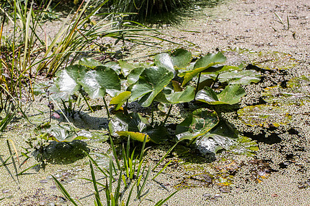 带青蛙勺子植物的湿地水池结垢芦苇绿色黄色池塘水生植物浮萍图片