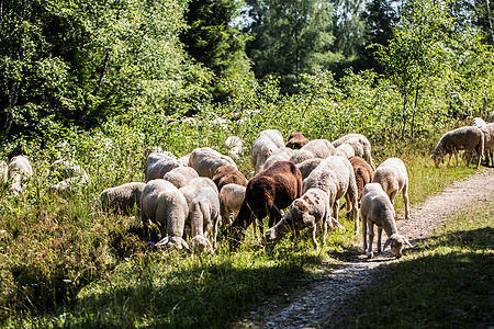 带草草和单树的海瑟景观牛科棕色佩戴者黄色奇趾动物供应商羊群反刍动物群居图片