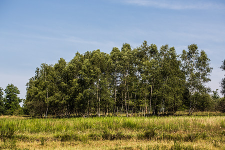 草原上的单树黄色自然保护棕色领域牧场灌木落叶草地天空乔木图片