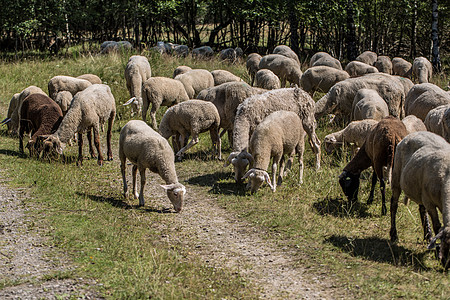 牧羊群在草地上奔跑图片