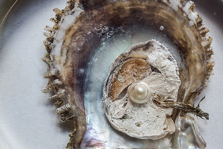 里面有珍珠 打开牡蛎优美养殖淡水纸巾贝壳麝香生蚝珠宝织物图片