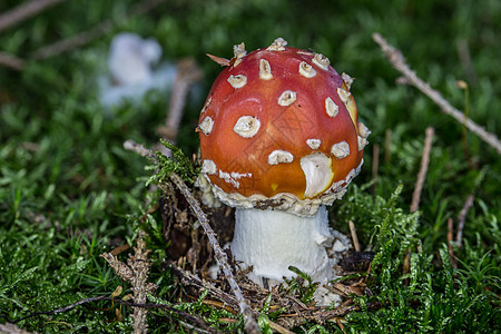 带有白色红斑点顶盖的有毒拖托森林腐烂冠军型蘑菇针叶林绿色土壤红色斑点标准件图片