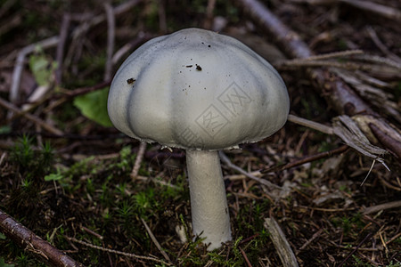 城市冠军 在森林中的森林地板上 在迷幻的森林里真菌蘑菇食用菌白色针叶林棕色绿色臭虫图片