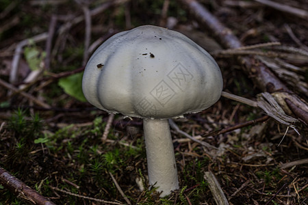 城市冠军 在森林中的森林地板上 在迷幻的森林里蘑菇白色食用菌绿色臭虫棕色针叶林真菌图片