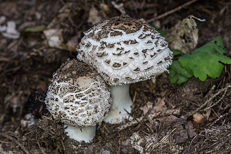森林地板上有蘑菇帽的食用蘑菇艺术棕色遮阳伞食用菌营养蘑菇状绿色实体图片