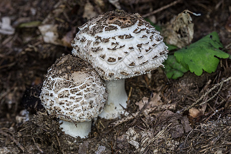 森林地板上有蘑菇帽的食用蘑菇实体食用菌遮阳伞棕色艺术营养蘑菇状绿色图片