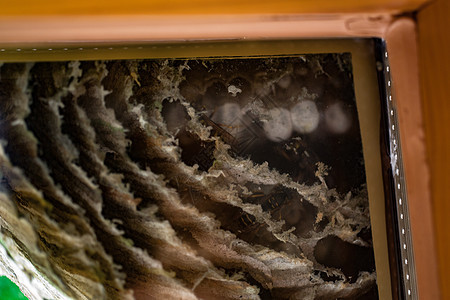 窗口上像纸一样的黄蜂巢飞虫框架昆虫贝壳幼虫孵化棕色图片