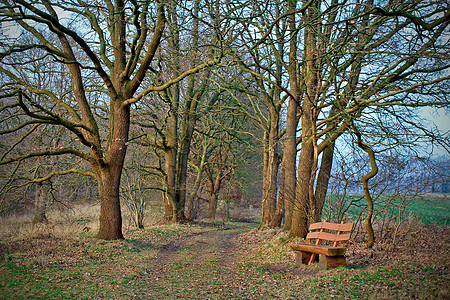 在农村森林边缘的公园长凳上图片