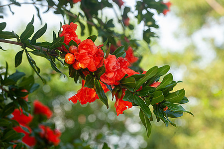 花园里的石榴树植物群衬套晴天花朵公园树叶植物水果红色图片