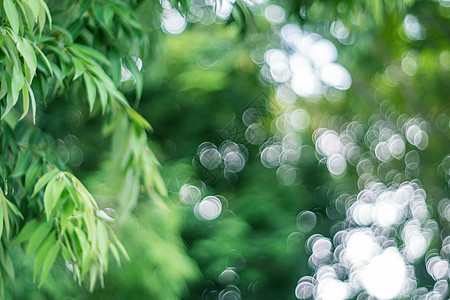 在日落时 许多树木与照明弹相伴而生场地草地太阳天空植物墙纸花园阳光树叶季节图片