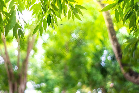 在日落时 许多树木与照明弹相伴而生季节地球天空墙纸植物树叶场地叶子街道城市图片