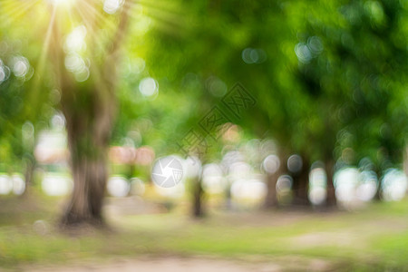在日落时 许多树木与照明弹相伴而生城市花园地球树叶墙纸植物背景草地叶子太阳图片