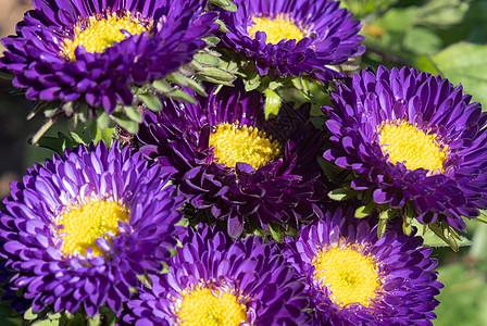 紫色或紫色鲜花或Aster花朵i花园风格树叶装饰植物群花束植物学叶子植物花瓣图片