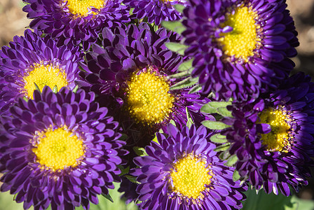 紫色或紫色鲜花或Aster花朵i装饰植物学植物群树叶花束花园植物叶子花瓣风格图片