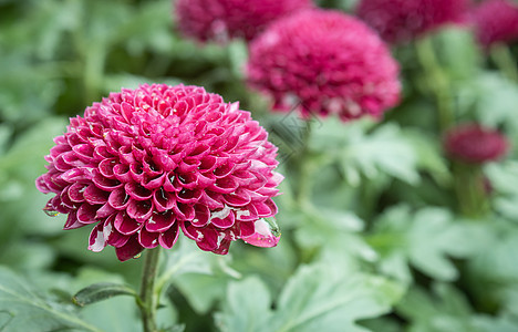 紫色或紫色 Dahlia 带自然光的花朵图片