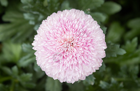 粉红 Dahlia 带自然光的花朵图片