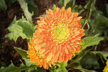 或Gerbera 绿色树叶的花花瓣风格花束植物群花园装饰植物叶子植物学图片