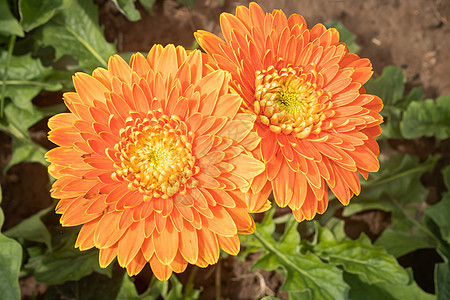 或Gerbera 绿色树叶的花花瓣风格叶子花束花园植物学植物群植物装饰图片