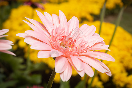 或边视图上的 Gerbera 花朵图片