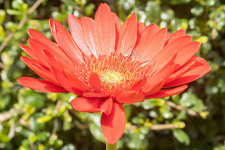 缩放视图中的红色非洲菊雏菊或非洲菊花图片