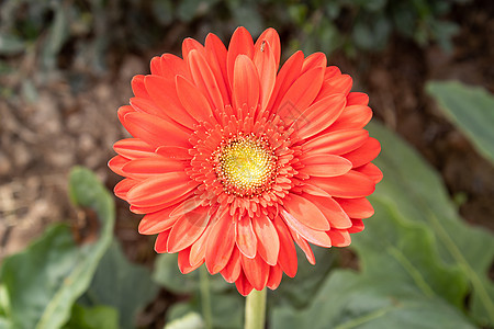 红发或中心框架的Gerbera花朵图片