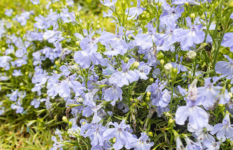 紫罗贝拉花朵在有自然光的花园中图片