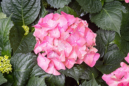 带自然光的花园中的粉色花朵图片