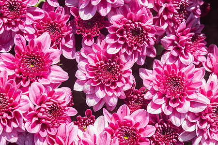 红紫粉晶菊花或木乃树花背景图片