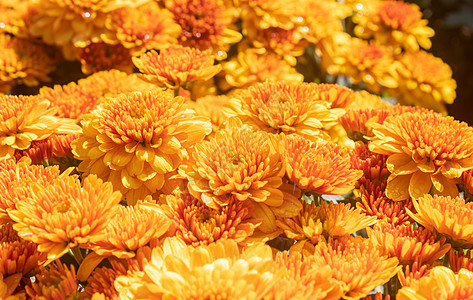 橙黄色菊花或有天然光B的妈妈花图片