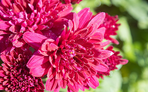 红菊花或左边花园的妈妈花朵图片