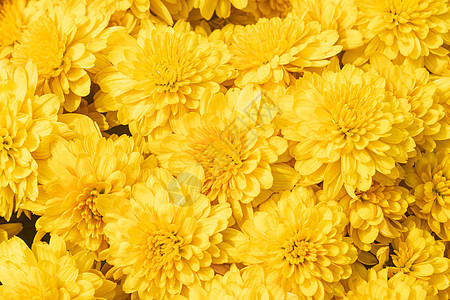黄色菊花或 花园的妈妈花背景图片
