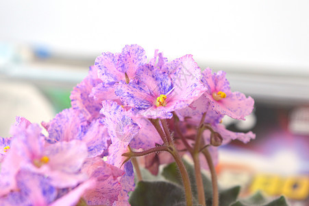 花朵在花园中的花朵盆栽植物学蓝色叶子园艺生长植物植物群花瓣紫色图片