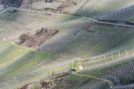 穿过葡萄园的通风路园艺藤蔓山坡农业栽培葡萄产区丘陵曲线阴影图片