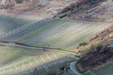 穿过葡萄园的通风路山坡农业阴影葡萄产区田园场地园艺丘陵风光图片