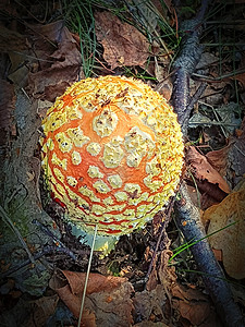 带有非常红帽和白点的拖脚凳死亡生物学药店植物太阳危险国家季节自然环境蘑菇图片