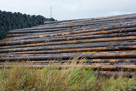 堆在木材储存场的木柴植物材料环境问题木工商业贮存森林地区行业柴堆森林图片