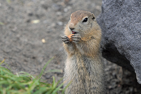 可爱的北极地松鼠吃饼干 爪子上拿着食物 表达好奇的松鼠科中型啮齿动物属野生动物图片