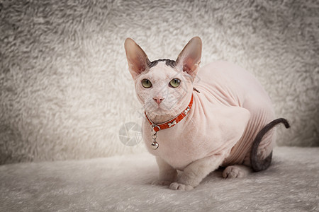 沙发上的秃鹰Sphynx猫皮肤眼睛白色哺乳动物猫咪无毛动物良种宠物小猫图片