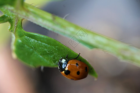 作为绿叶上的特写 Ladybug花园叶子季节甲虫动物黑色野生动物绿色昆虫荒野图片